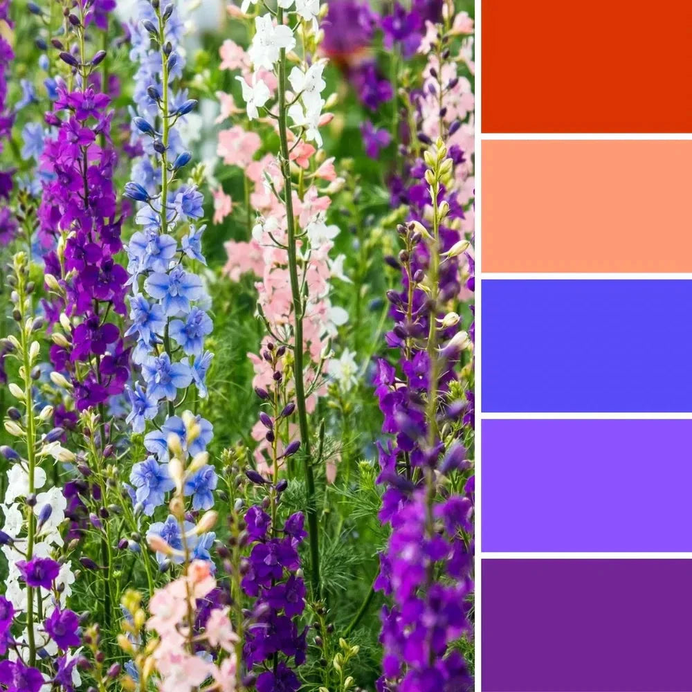 a color palette inspired by a photo of colorful larkspur flowers