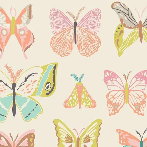 Lepidoptera Collection